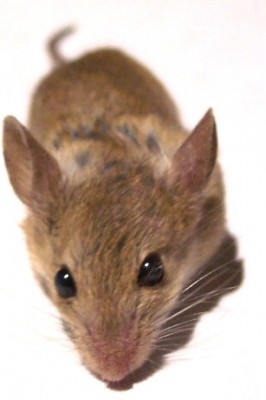 normal_vegaratoncito