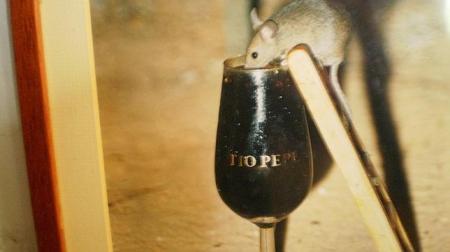 ratones-beben-jerez--644x362