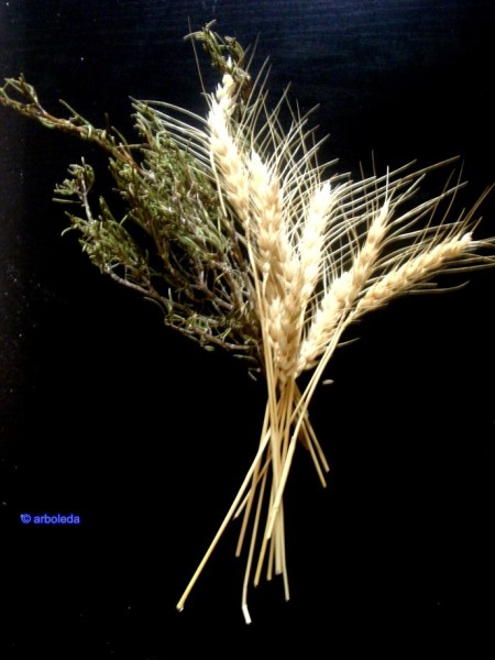 12 ESPIGAS Y ROMERONew