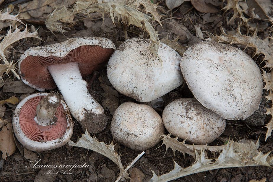 13275152_1300125476682186_1619317335_o