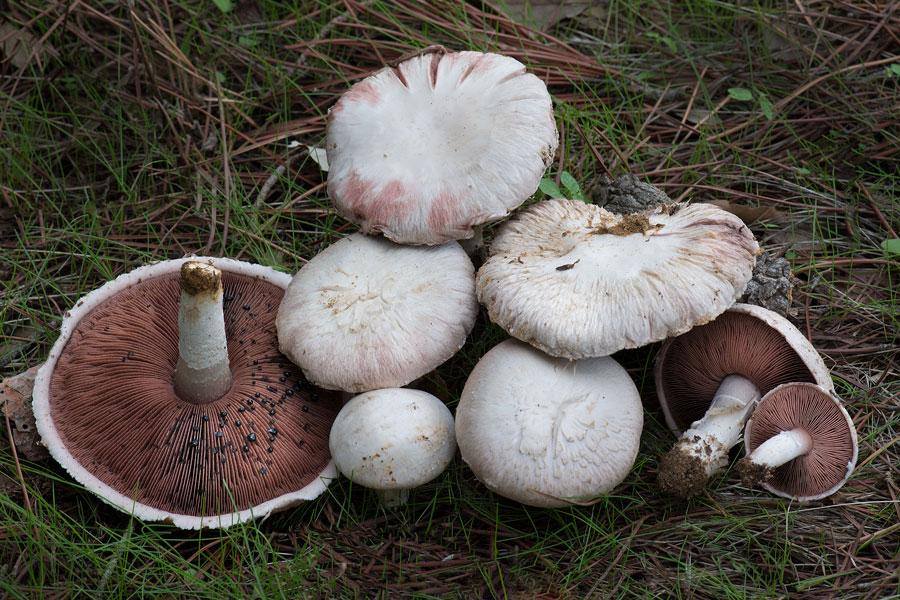 13275739_1300127253348675_148521610_n