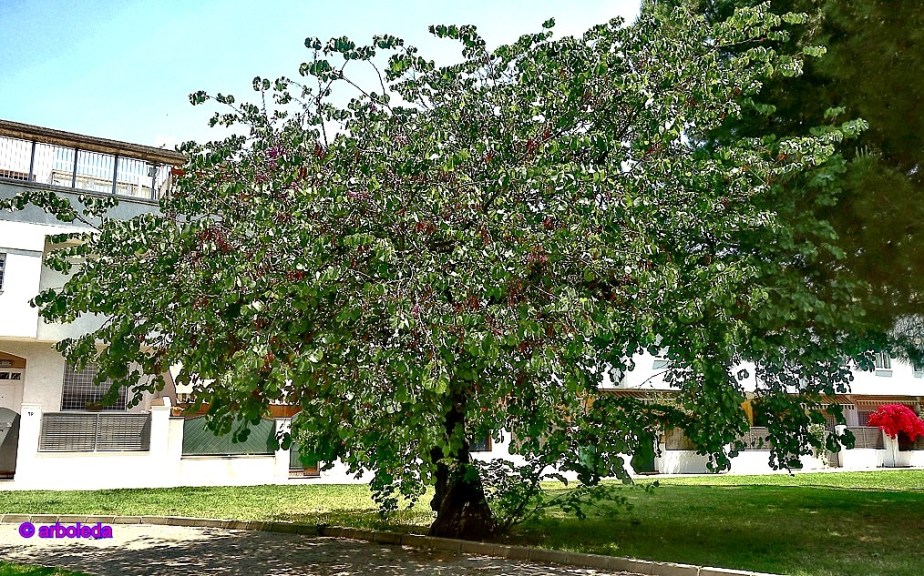 ARBOL DEL AMOR 1A_lznNew