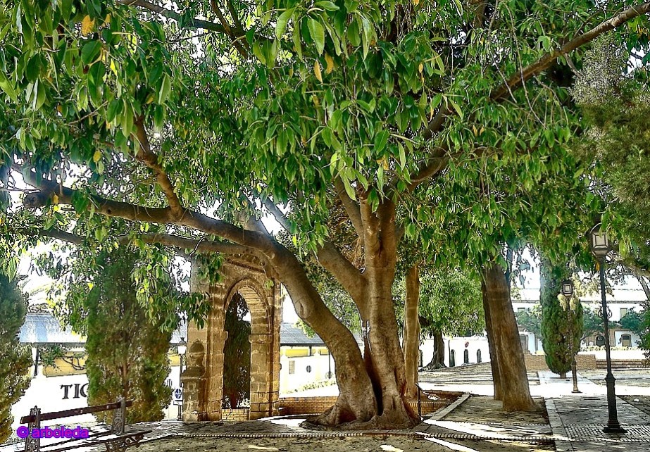 ÁRBOL DEL CAUCHO A_lznNew