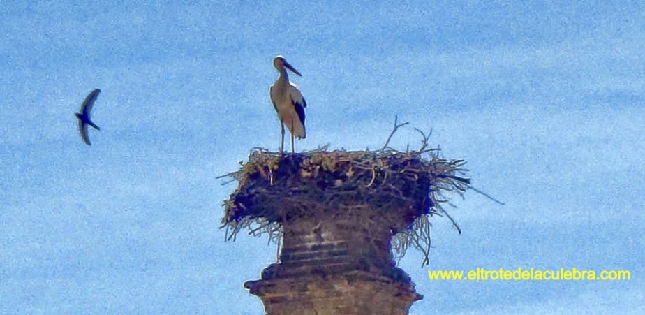 CIGUEÑA 2_lzn
