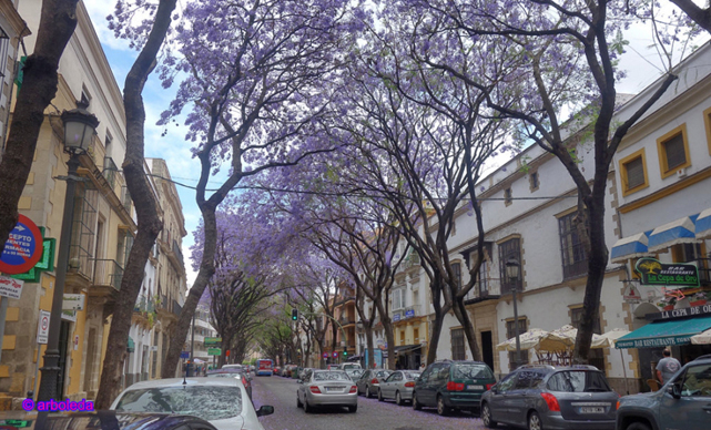 jacarandas-porvera_lzn