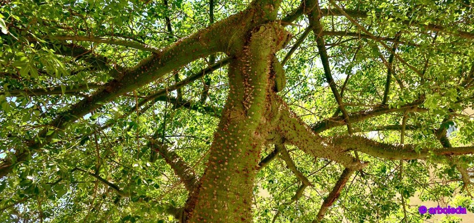 PALO BORRACHO_lznNew