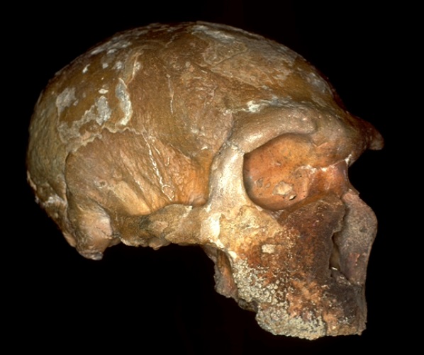 neandertal
