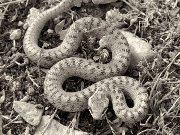 1003031_178863072295590_449136926_n_lzn